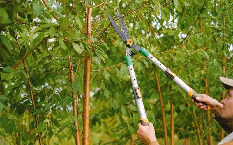 Tree trimming in Saint Johnsbury, VT